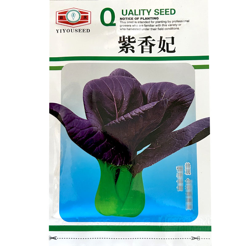 紫油菜种子紫香妃紫美小青菜束腰耐热四季生长快