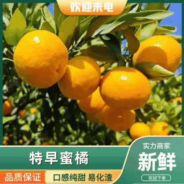 【热销】湖北特早蜜橘大芬果园看货订货对接电商社区批发市场