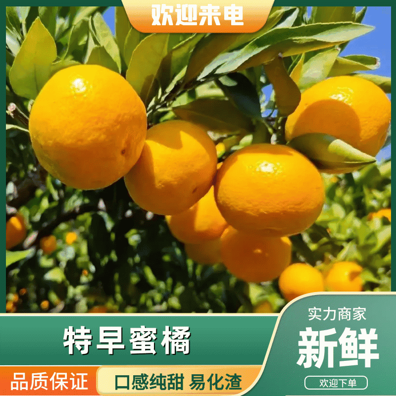 云南特早蜜橘大芬果园看货订货对接电商社区批发市场