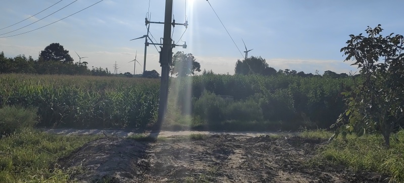灵宝精品洋姜菊芋大量上市可预订品质好产地直发价格优惠
