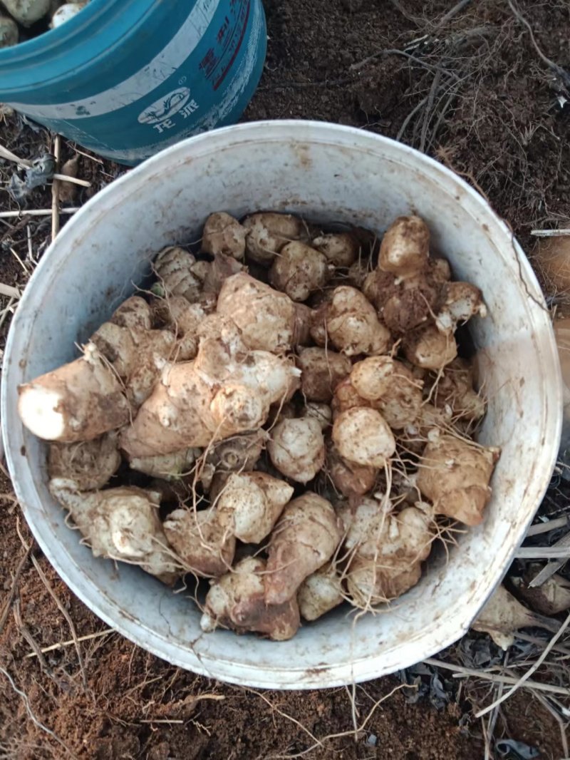 灵宝精品洋姜菊芋大量上市可预订品质好产地直发价格优惠