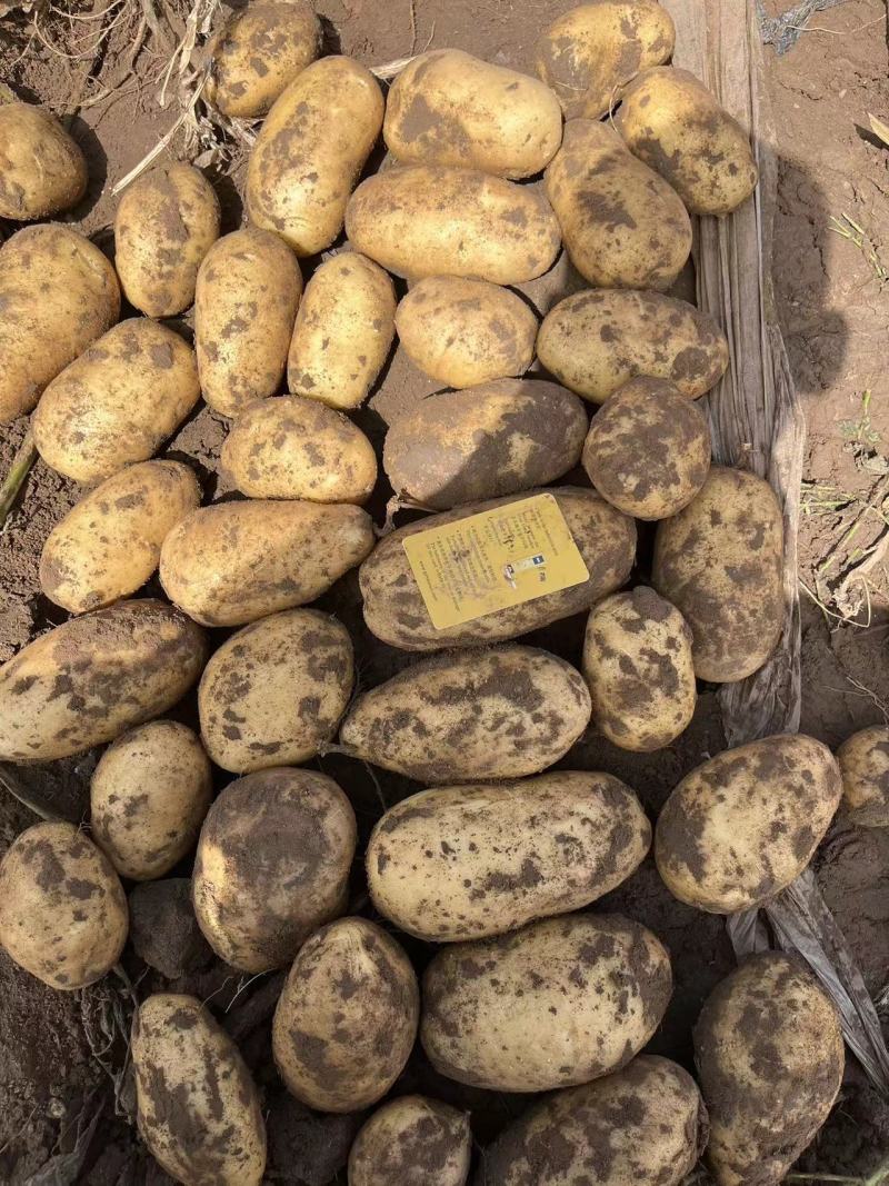 内蒙精品土豆各种品种应有尽有土豆产地直发品质保障