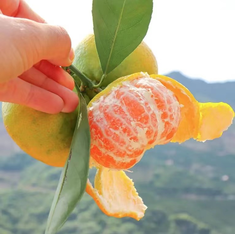 蜜橘与陈皮小柑胎对比图