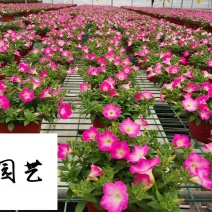 矮牵牛苗圃基地直供成都时令花卉批发色彩炫丽量大从优