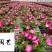 矮牵牛苗圃基地直供成都时令花卉批发色彩炫丽量大从优