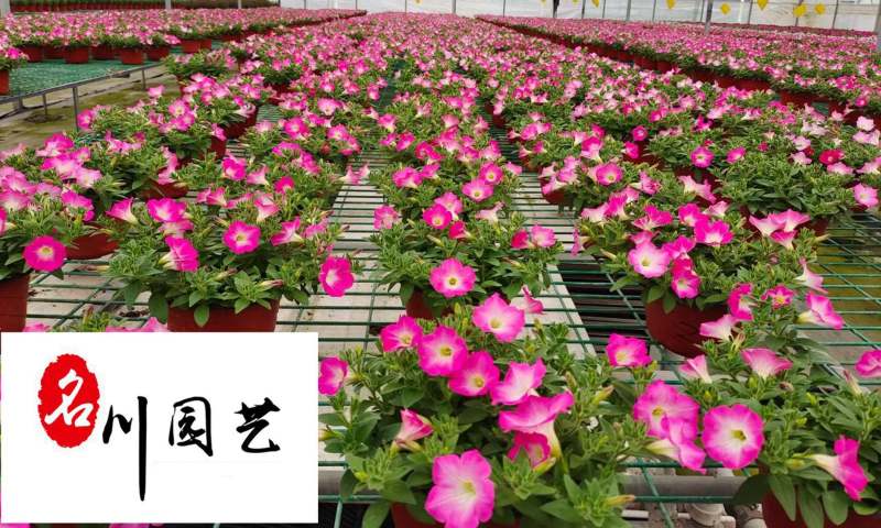 矮牵牛苗圃基地直供成都时令花卉批发色彩炫丽量大从优