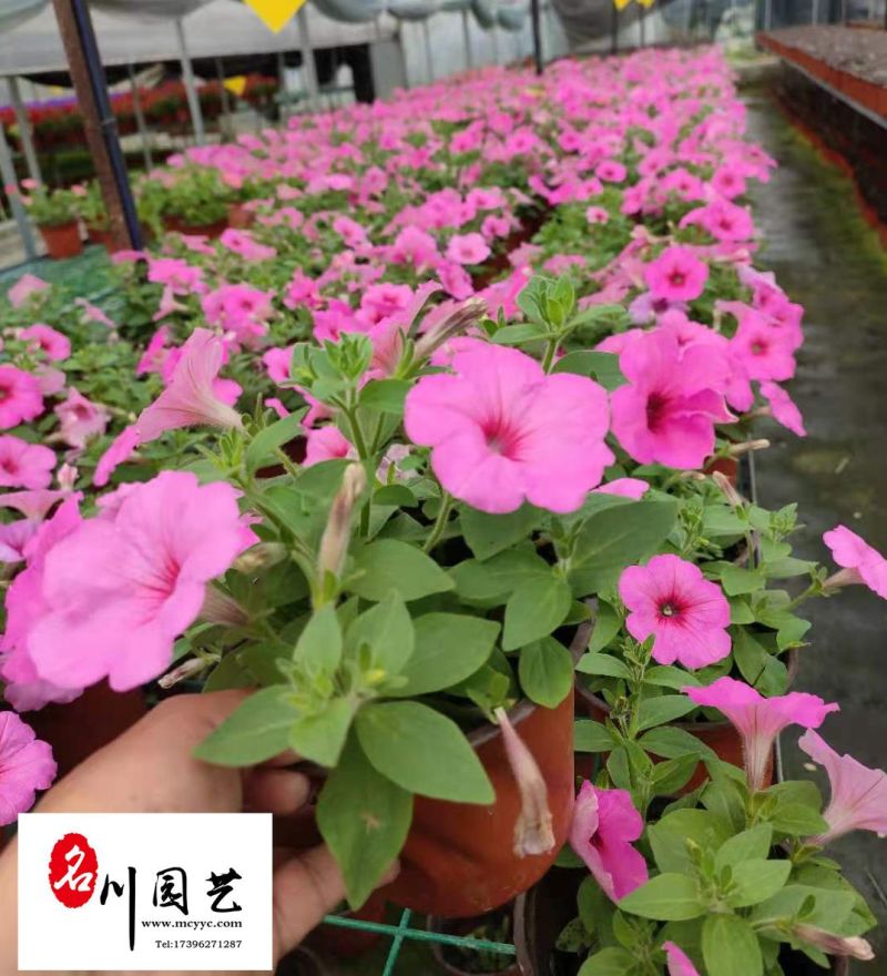 矮牵牛苗圃基地直供成都时令花卉批发色彩炫丽量大从优