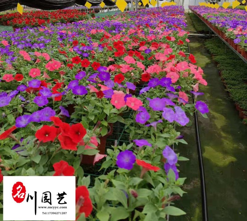 矮牵牛苗圃基地直供成都时令花卉批发色彩炫丽量大从优