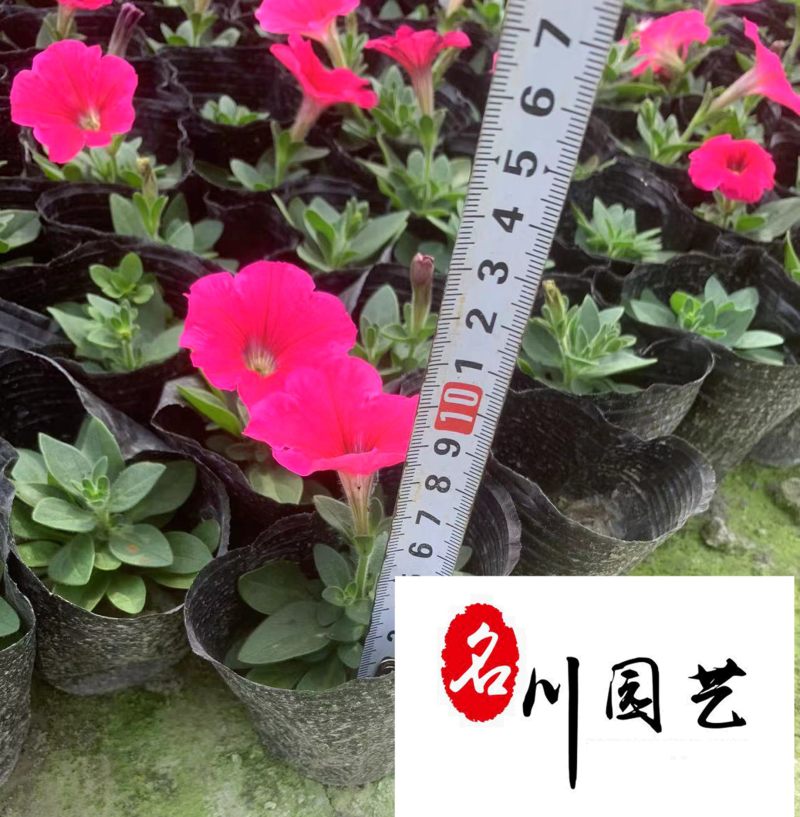 矮牵牛苗圃基地直供成都时令花卉批发色彩炫丽量大从优