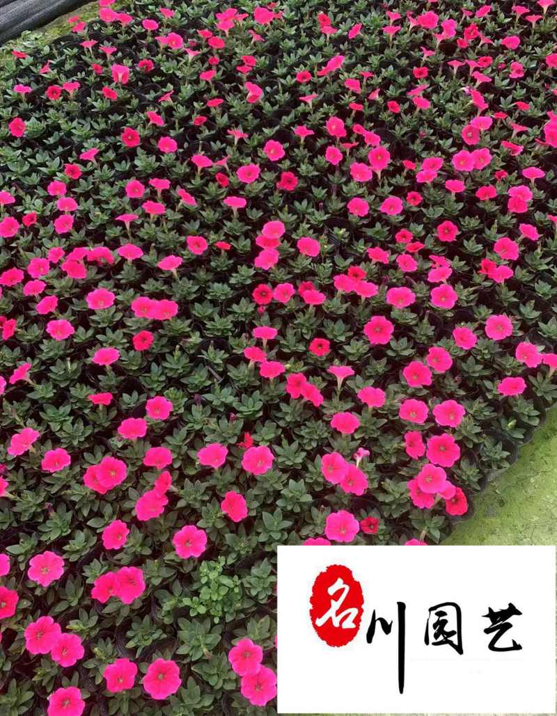 矮牵牛苗圃基地直供成都时令花卉批发色彩炫丽量大从优