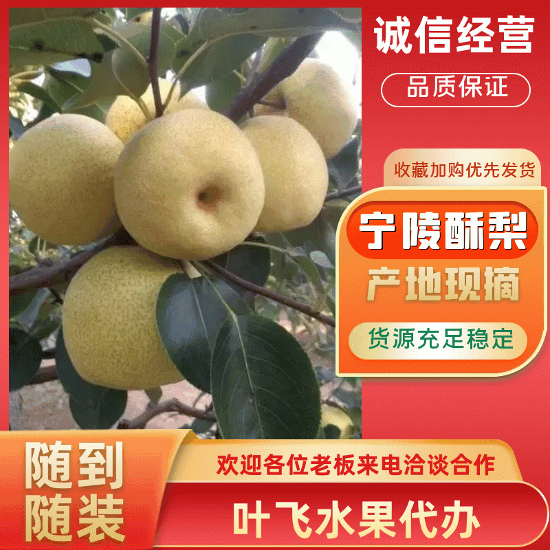 【口碑好】酥梨基地现货供应规格齐全现摘现发随到随装