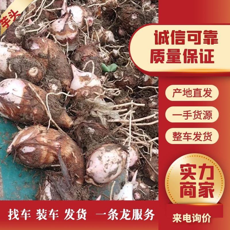 南阳红芽芋芋头万亩基地现货直发人工筛选欢迎电联