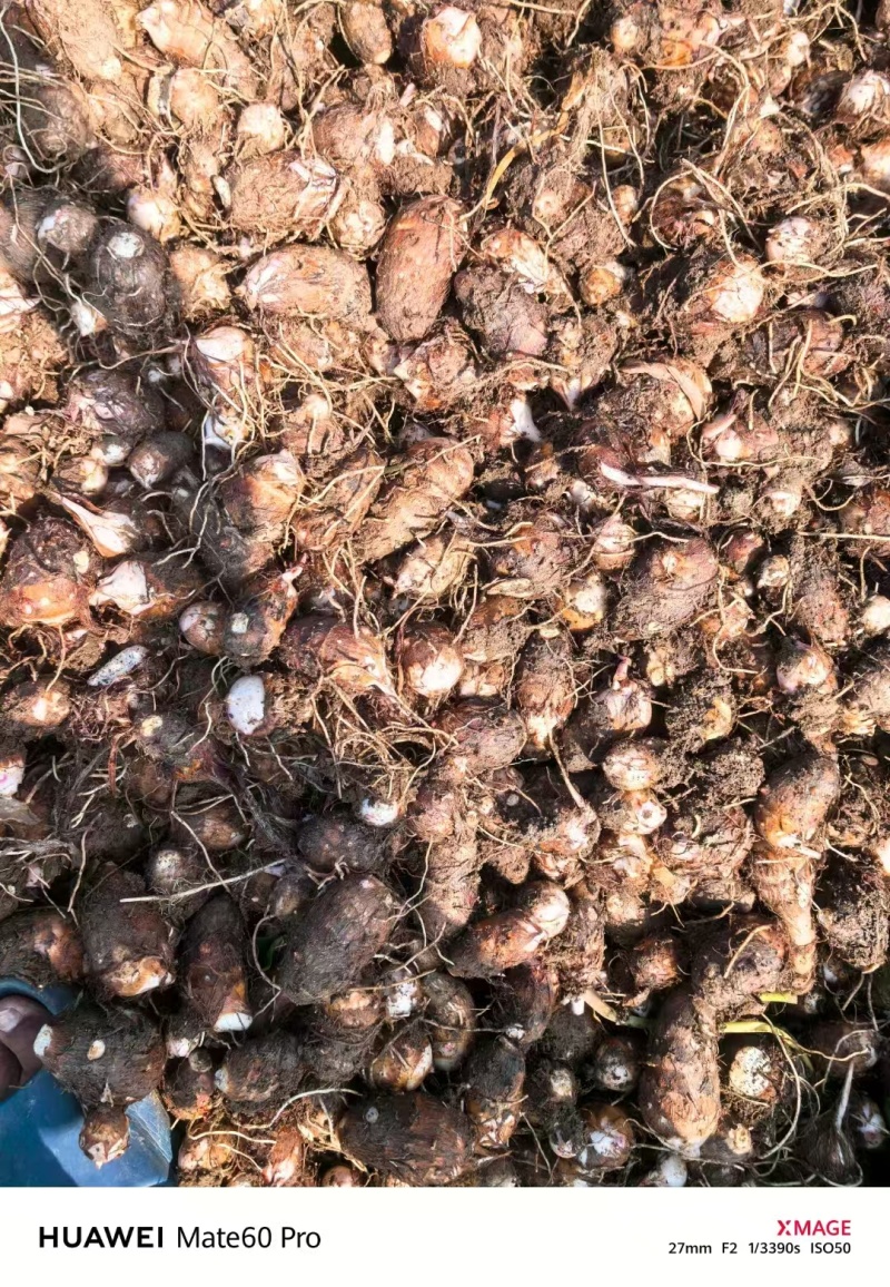 南阳红芽芋芋头万亩基地现货直发人工筛选欢迎电联