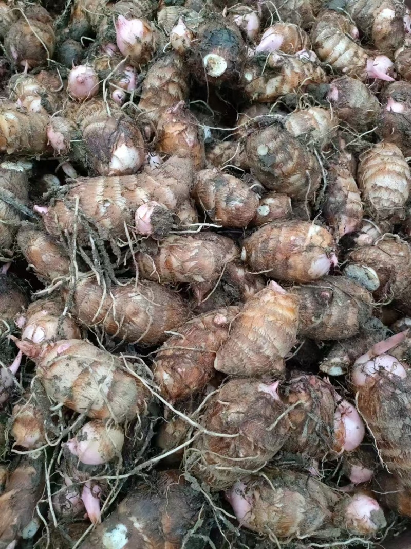 南阳芋头红芽芋万亩基地现货直发人工筛选量大从优