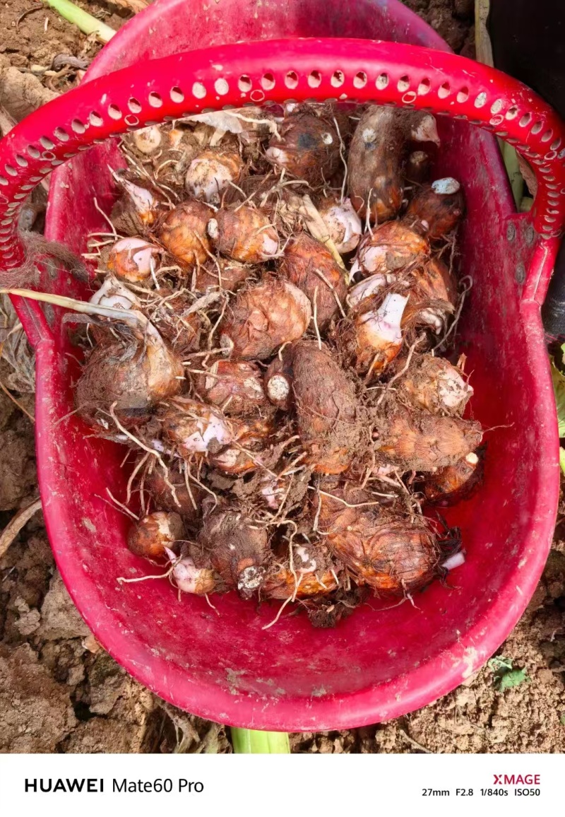 南阳芋头红芽芋万亩基地现货直发人工筛选量大从优