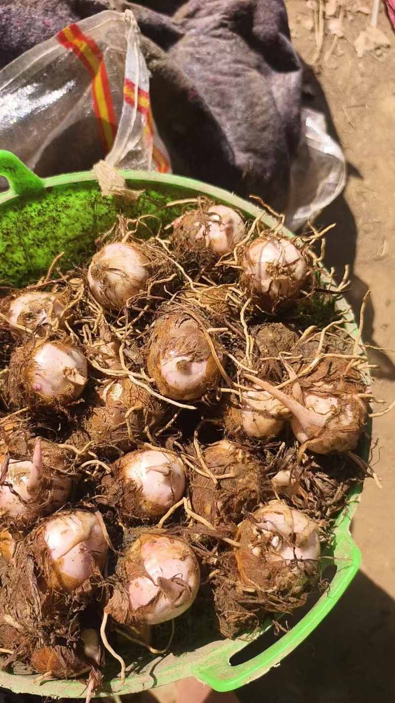 南阳芋头红芽芋万亩基地现货直发人工筛选量大从优