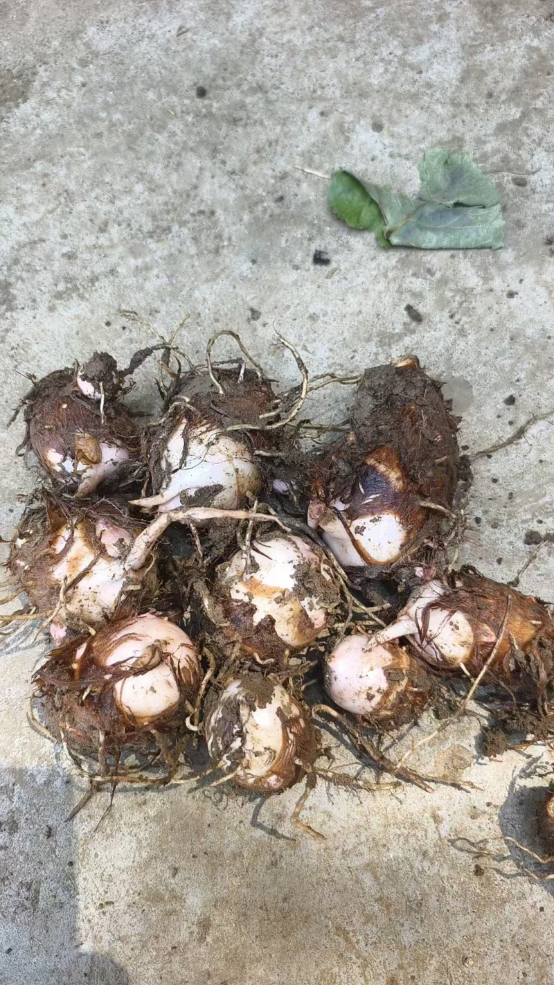 南阳芋头红芽芋万亩基地现货直发人工筛选量大从优