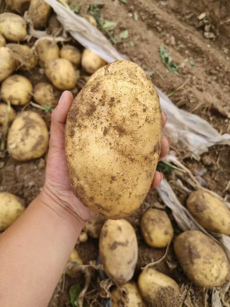 希森六号土豆内蒙古新鲜土豆表皮光滑无起皮规格多
