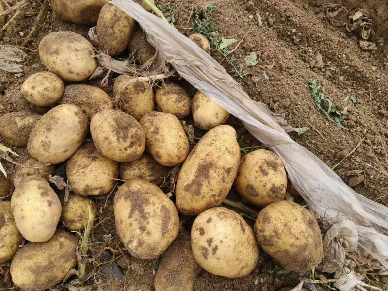 希森六号土豆内蒙古新鲜土豆表皮光滑无起皮规格多