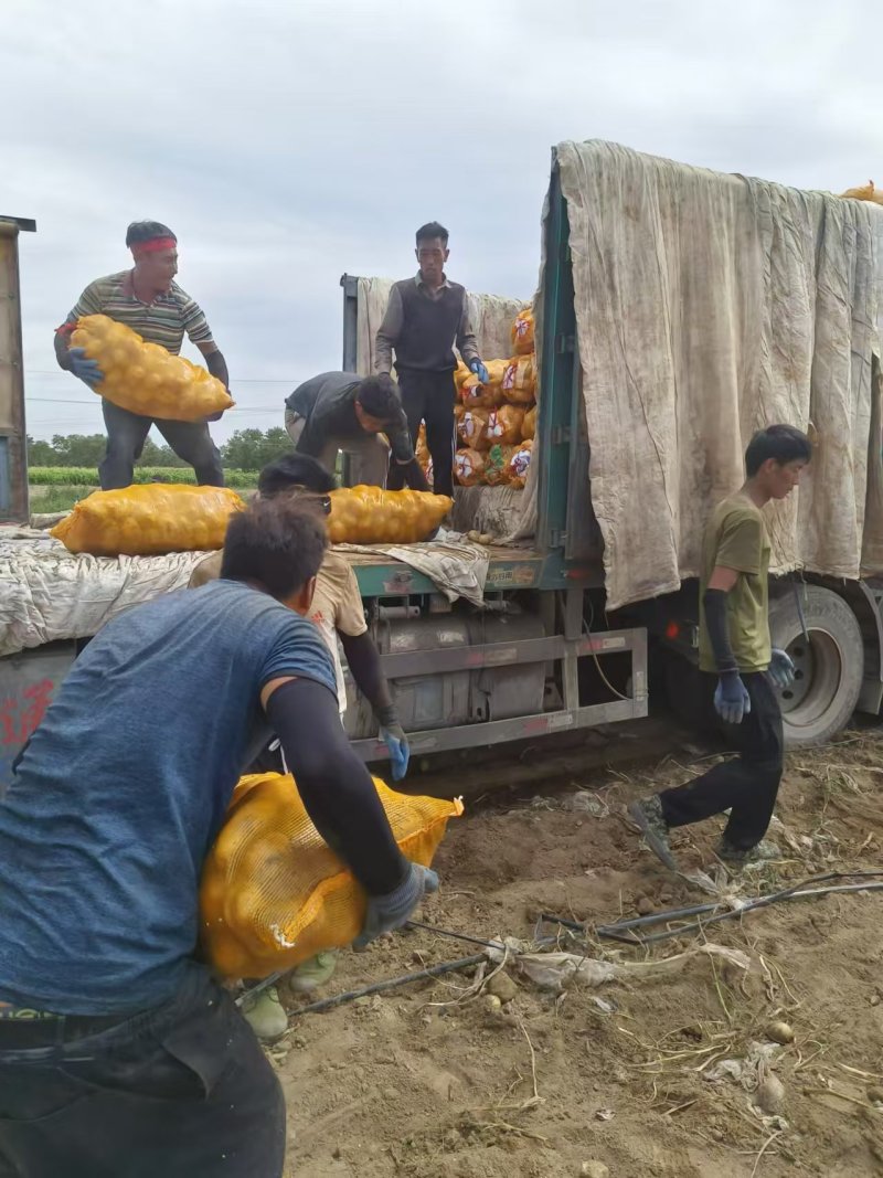 希森六号土豆内蒙古新鲜土豆表皮光滑无起皮规格多