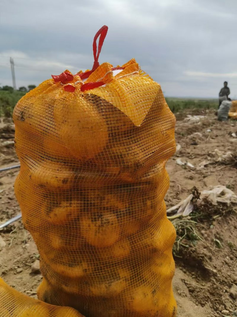 希森六号土豆内蒙古新鲜土豆表皮光滑无起皮规格多
