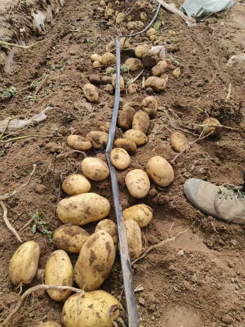 希森六号土豆内蒙古新鲜土豆表皮光滑无起皮规格多
