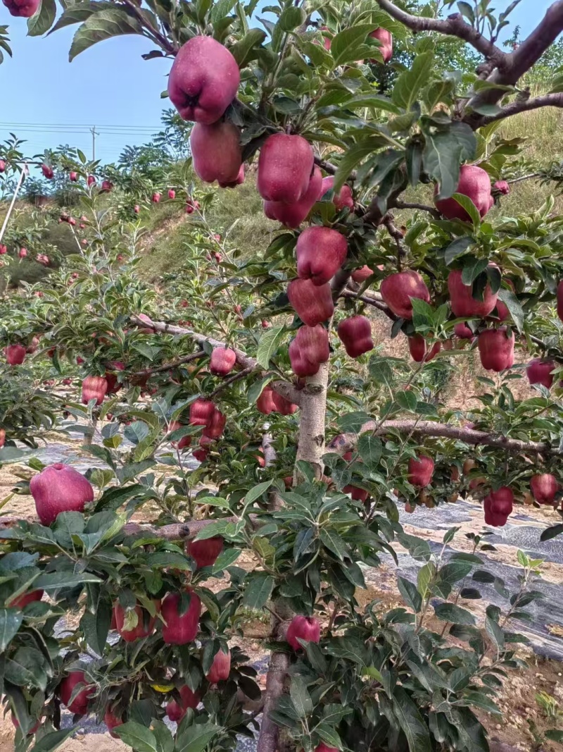 花牛大量上市中价位合适包您满意甘肃产地自产自销
