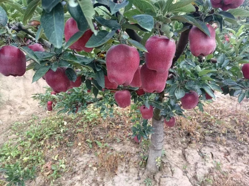 花牛苹果上市了要的老板联系量大从优价格随行就市欢饮采购