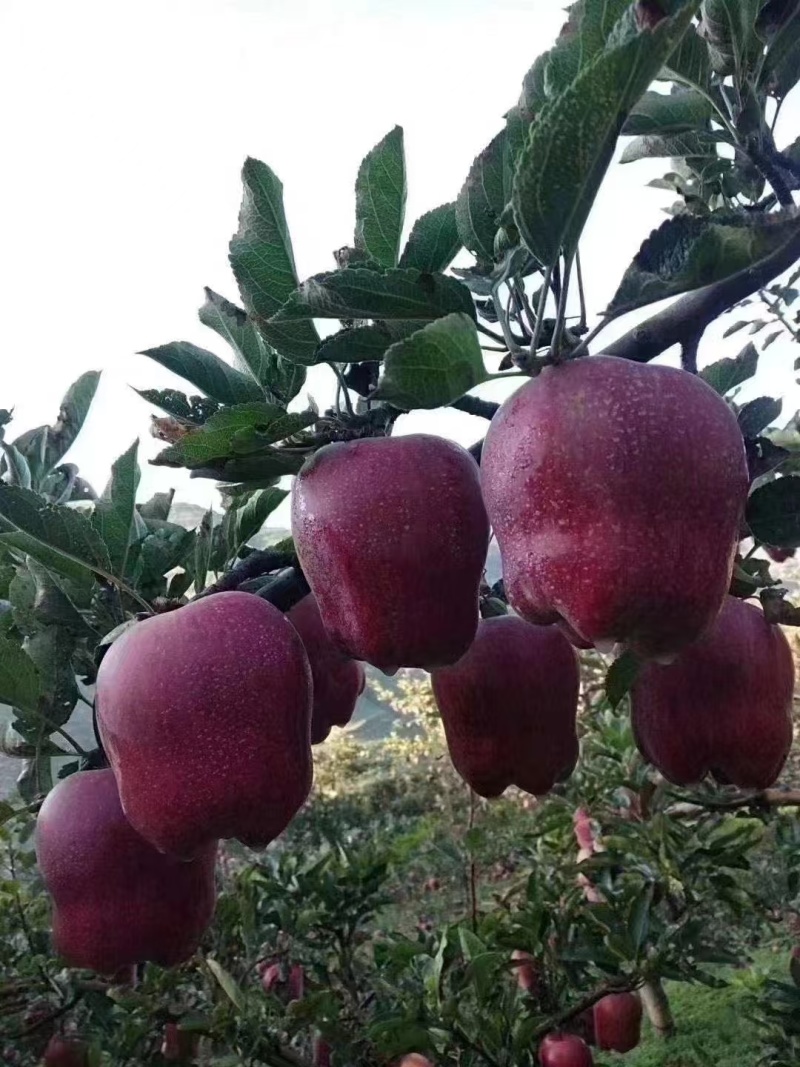 花牛苹果上市了要的老板联系量大从优价格随行就市欢饮采购