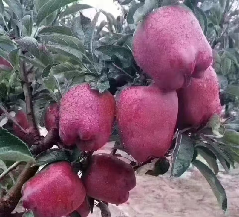 花牛苹果上市了要的老板联系量大从优价格随行就市欢饮采购