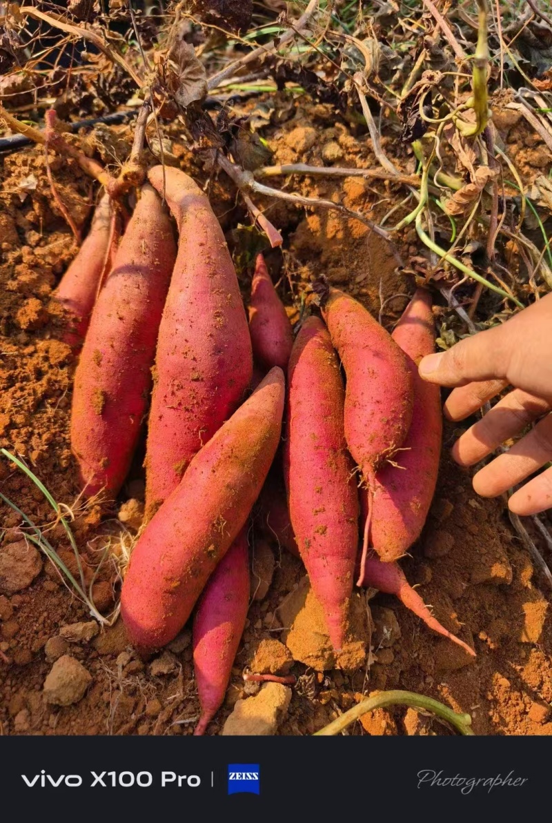西瓜红红薯基地供应量大质优价格优惠
