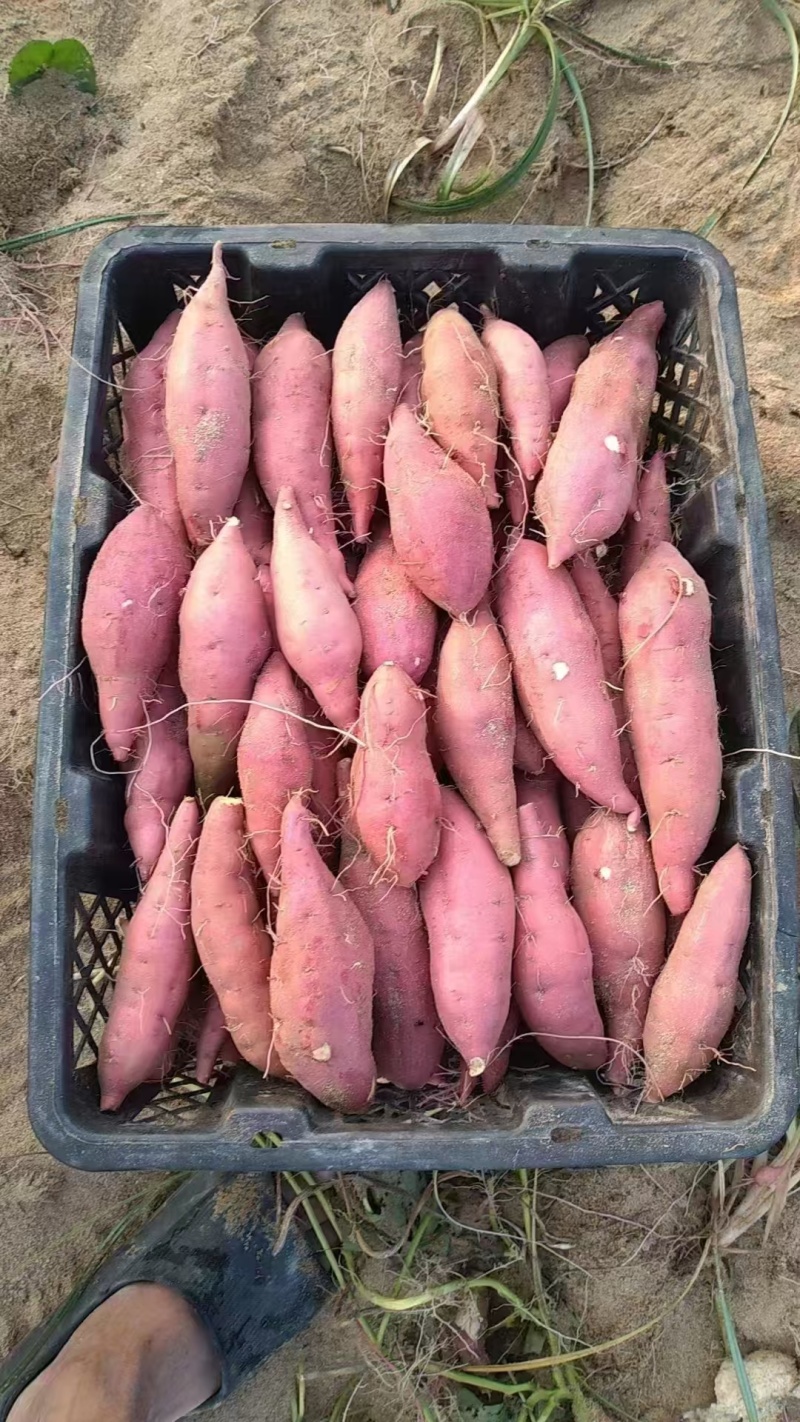西瓜红红薯基地供应量大质优价格优惠
