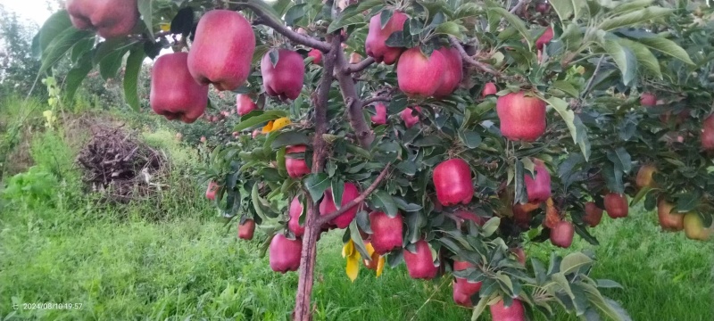 甘肃花牛苹果口感脆甜个头均匀保质保量对接全国生意