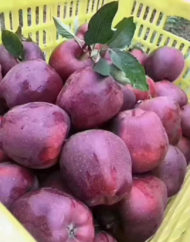 甘肃花牛苹果大量供货品质保证货源充足可视频看货
