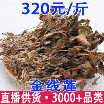 金线莲尖叶红霞产地货源一件代发