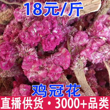 鸡冠花鸡冠花白鸡冠花红鸡冠花批发