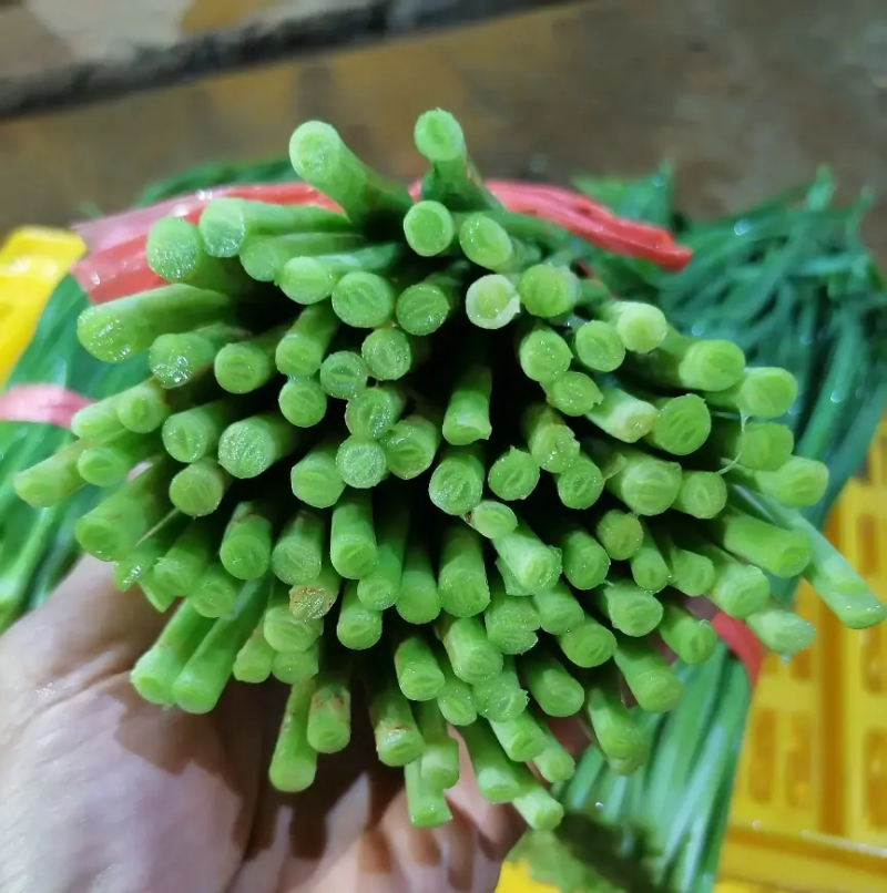 韭菜广东徐闻韭菜上市中现割现发品质保障对接市场等