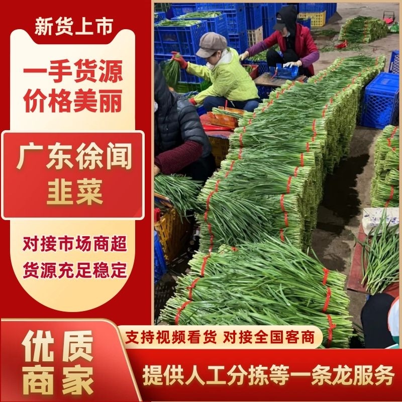 韭菜广东徐闻韭菜上市中现割现发品质保障对接市场等
