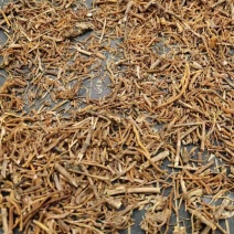 龙胆草批发云南龙胆草草龙胆地胆草