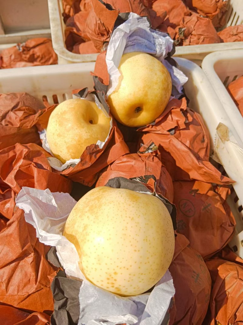 精品黄金梨8月上市全国供货量大从优品质保证欢迎来电