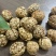 草蔻草豆蔻产地货源量大从优