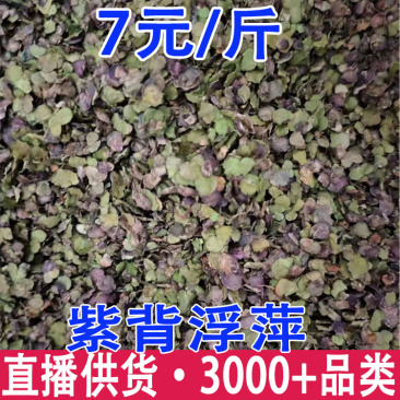 浮萍浮萍批发
