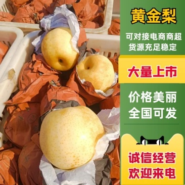 【现货】博望黄金梨大量上市质量保证一手货源欢迎来电