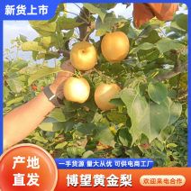 河南南阳黄金梨酥梨脆梨果面干净口感脆甜对接市场批发量大