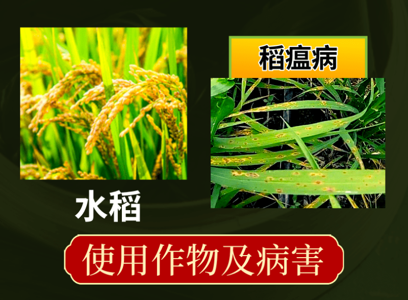6%春雷霉素稻瘟病溃疡病穿孔病角斑病农药杀菌剂