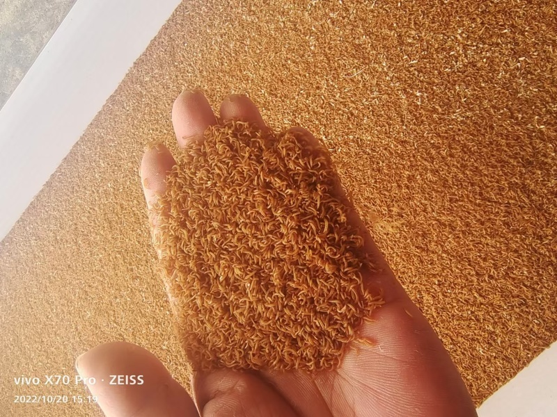 （推荐）黄粉虫虫沙保质保量可视频通话欢迎选购