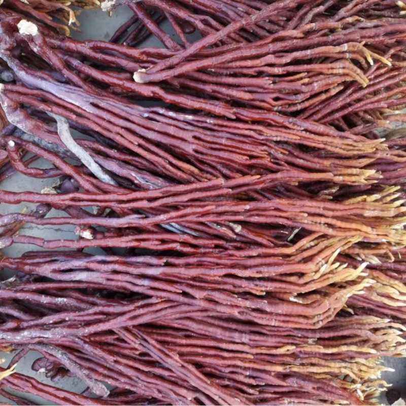 灵芝草鹿茸芝鹿角灵芝批发量大从优