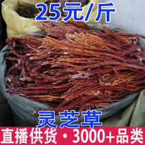 灵芝草鹿茸芝鹿角灵芝批发量大从优