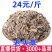 老头草一件代发量大从优