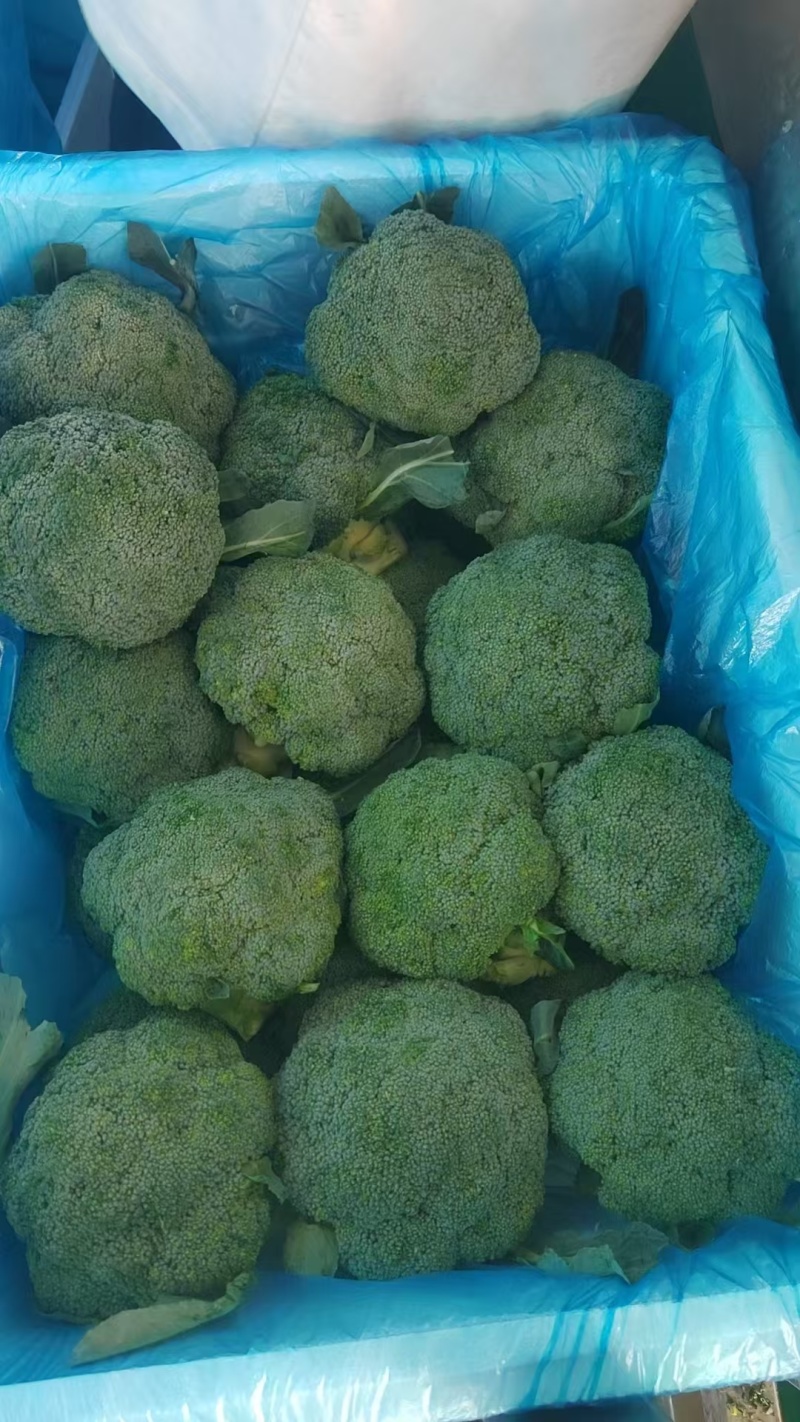 【推荐】千亩西兰花美青，品质保障西兰花大量供应基地直发